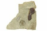 Rare, Apatokephalus Trilobite - Fezouata Formation #249910-1